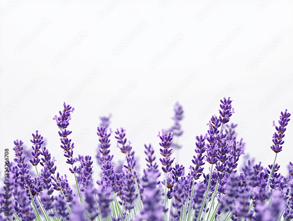 Fototapeta premium Purple Lavender Flowers on White Background