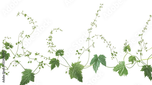 Close-up image of a green vine with small, heart-shaped leaves and tiny white flowers arranged horizontally against a pure white background. The vine is depicted in a continuous border format,