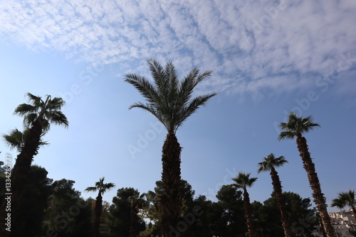 Fototapeta Naklejka Na Ścianę i Meble -  Tall palm trees at the park in Sanliurfa, Türkiye