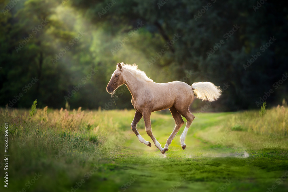 Fototapeta premium Palomino foal in motion