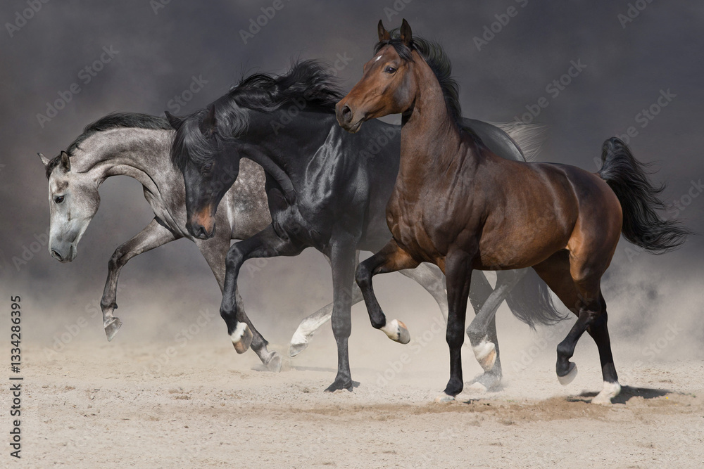 Fototapeta premium Horses free run in desert