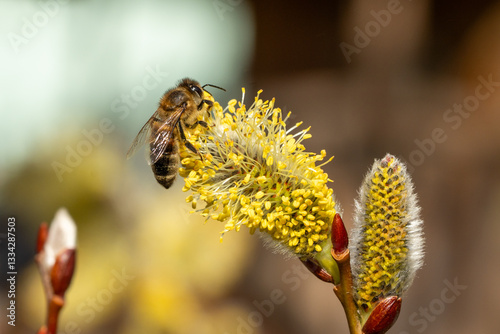 Honey bee (Apis) collecting nectar on a pussy willow catkin (Salix caprea) in early spring
