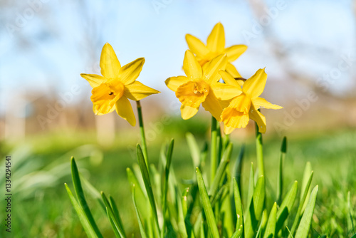 Jonquil in meadow. Spring flower and defocused nature background	