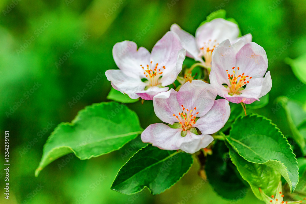 Obraz premium A beautiful flowering branch with white bundles of petal buds.Blooming apple, cherry, pear and apricot trees over a bright blue sky.White flowers on a tree.Spring blossoms.