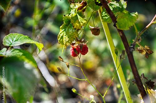 Delicious forest fruit raspberry on the branch