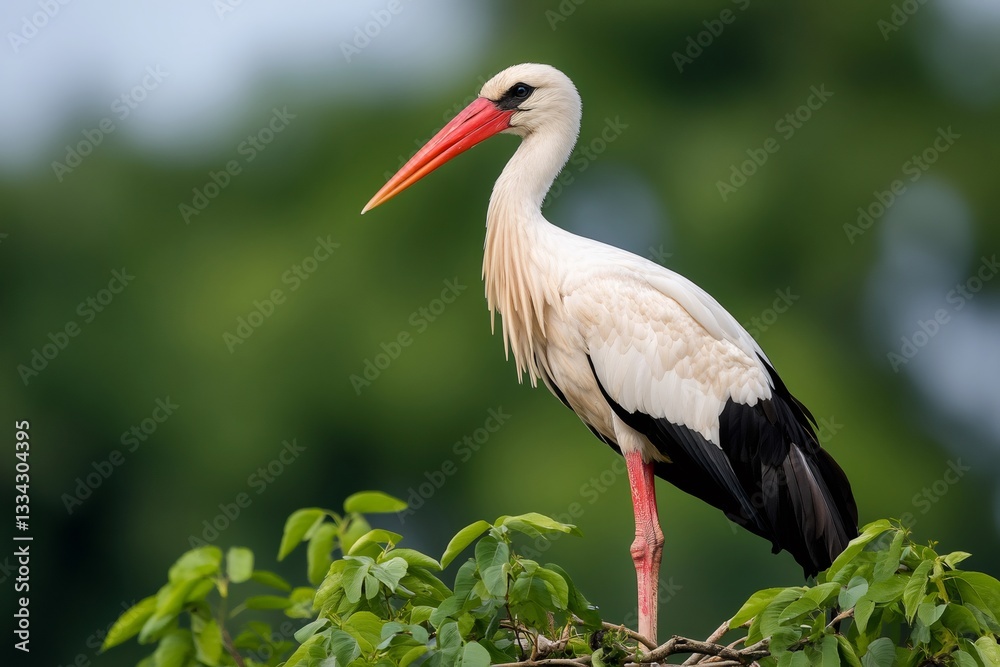 Fototapeta premium White stork perched on branch showing its elegance and beauty