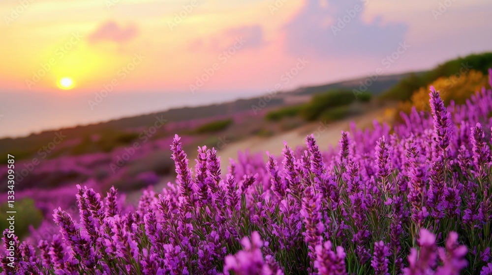 Naklejka premium Vibrant Lavender Fields Under Colorful Sunset Sky in Nature Scene