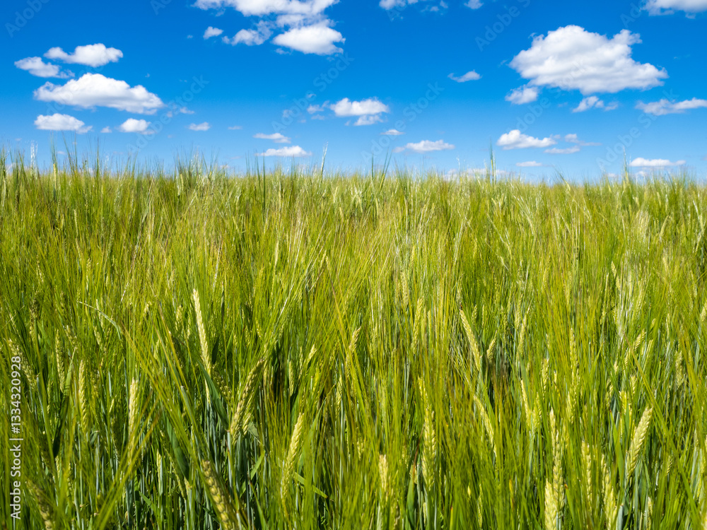 lush green wheat field stretches under a bright blue sky with fluffy white clouds, symbolizing agriculture, growth, and nature lush green wheat field stretches under a bright blue sky with fluffy white clouds, symbolizing agriculture, growth, and nature