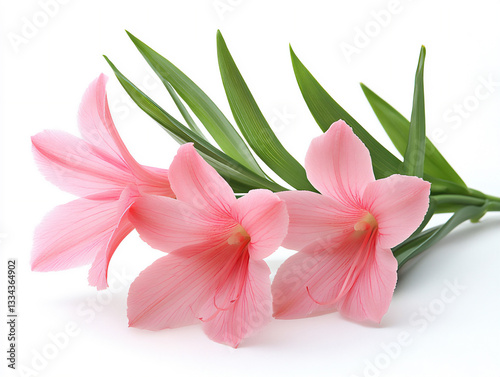 a bletilla (hardy orchid) isolated on a white background,