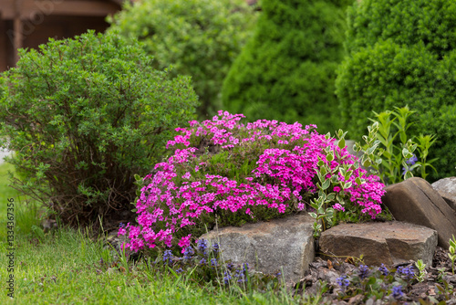 Flowering carpet Phlox subulata (creeping phlox, moss phlox) in a modern garden. Groundcover flowering plant Phlox subulata in modern landscaping. White and pink carpet of flowers creeping phlox