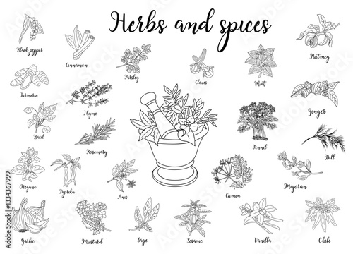 Set of medicinal, cosmetic herbs with mortar. Line art hand drawn vector illustrations isolated on white background