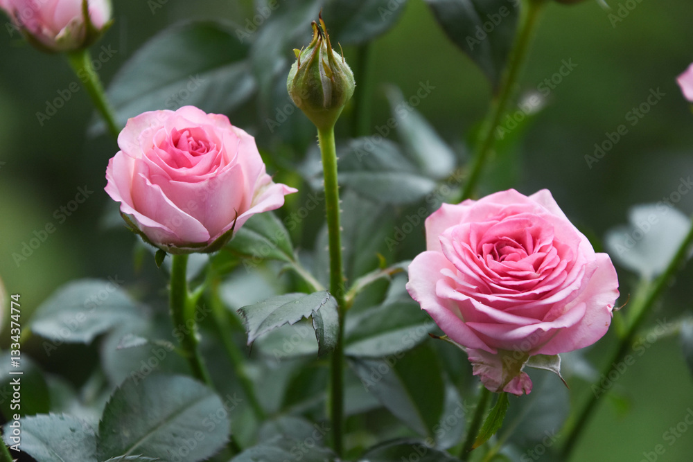 ピンクのスプレーばら