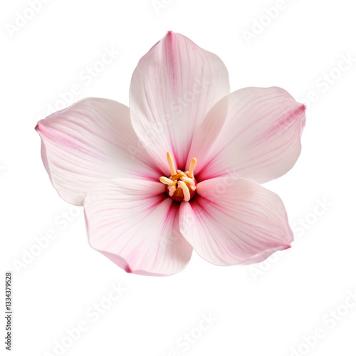 Delicate pale pink blossom petal, full bloom, isolated on white background. Ideal for spring, wedding, beauty, and feminine designs. Isolated on transparent background.