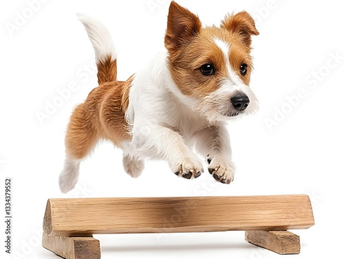 An adorable small brown and white puppy dog jumps energetically over a low wooden hurdle against a bright white background.