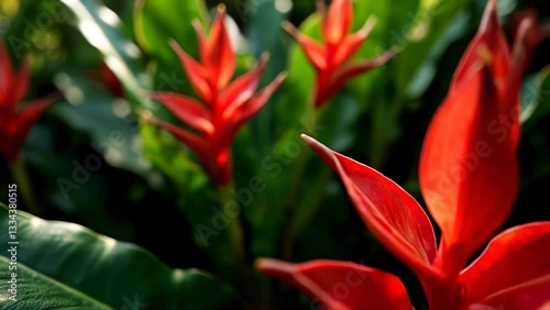Vibrant Red Tropical Flowers in Bloom: A Close-Up View of Nature's Beauty