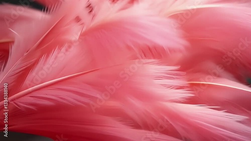 Delicate pink feathers create a soft and ethereal backdrop, evoking feelings of serenity and elegance.