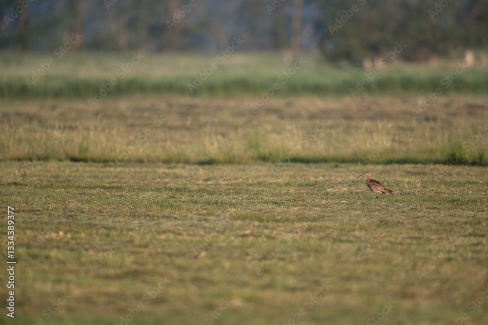 Obraz premium adult eurasian curlew (numenius arquata) on a freshly mowed meadow, where it actually lost its nest with eggs or the chicks 