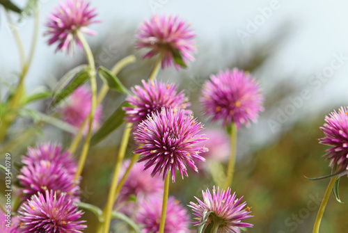 Wildflowers of the Australian native Globe Amaranth Pink Billy Button, Gomphrena canescens, family Amaranthaceae. Also known as Bachelors Buttons. Endemic to tropical northern and Western Australia. 