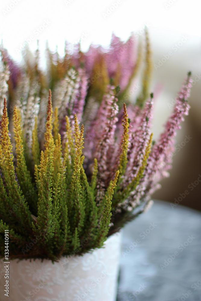 Obraz premium close-up of green and purple heathers