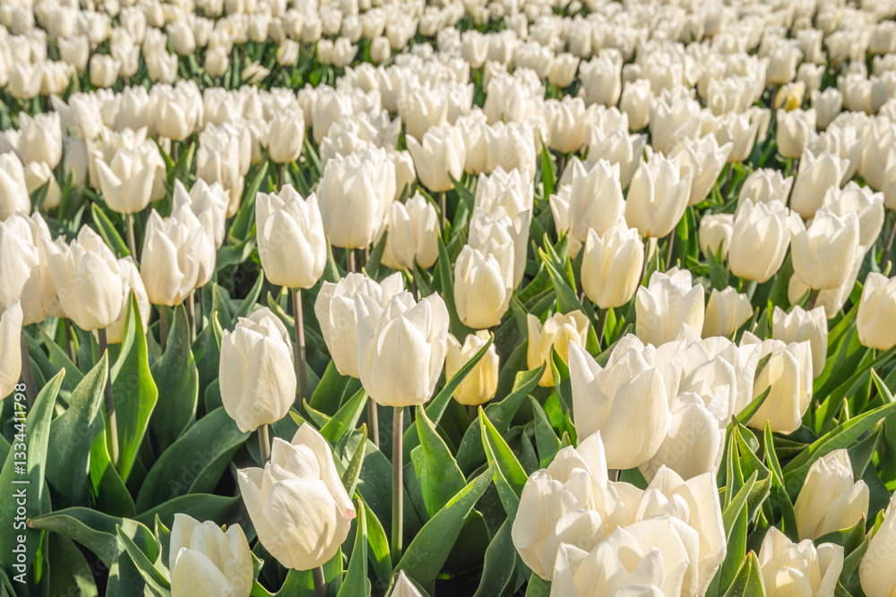 Closeup of white flowering tulip bulbs next to each other in flower beds of a specialized Dutch bulb nursery. The photo was taken on a sunny day at the beginning of the spring season.