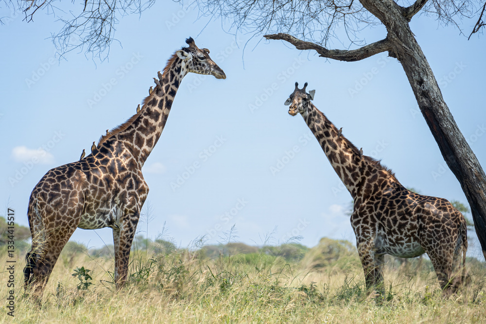 Fototapeta premium Two African Giraffes with Oxpecker birds