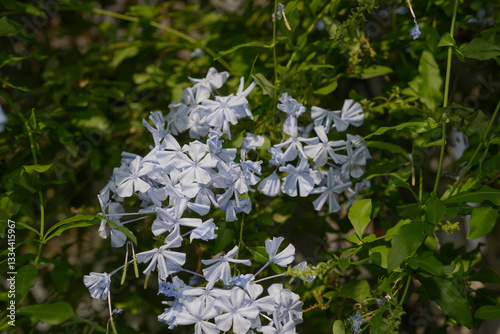 plumbago vine with periwinkle blue flowers at the conservatory