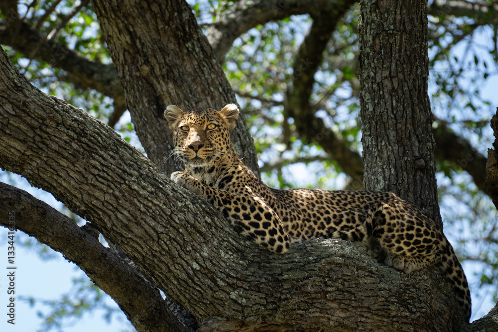 Obraz premium African Leopard on a tree branch