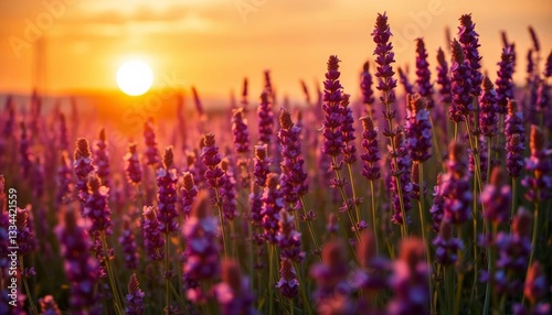 Sunset casts golden light on a field of lavender violet flowers, color, botany