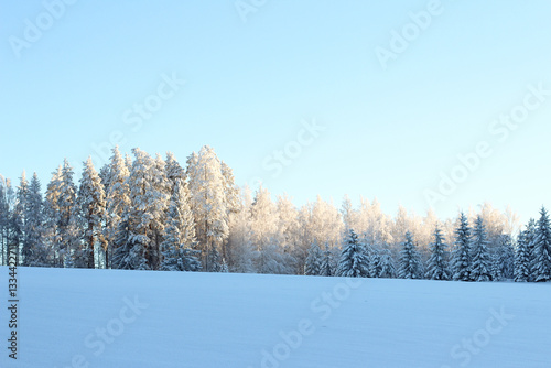 Wallpaper Mural winter landscape photo of a snowy field and forest Torontodigital.ca