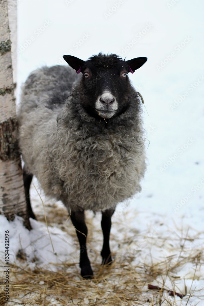 Fototapeta premium gray sheep staring at the camera
