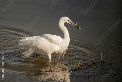 Little Egret ( Egretta garzetta ) Pilanesberg Nature Reserve, South Africa