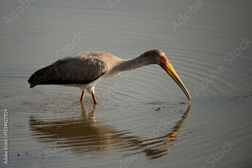 Yellow-billed Stork ( Mycteria ibis ) Pilanesberg Nature Reserve, South Africa