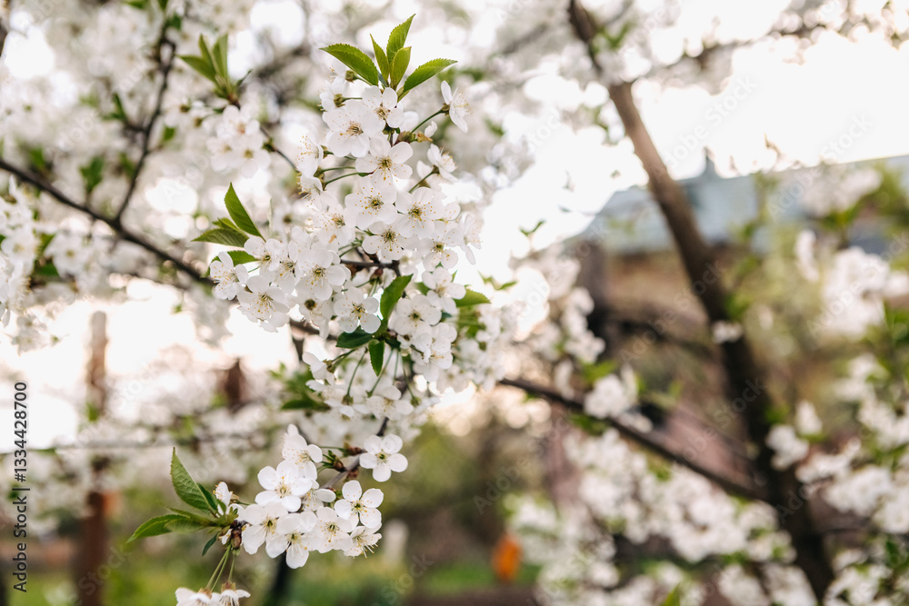 Blooming white cherry tree blossoms adorn a branch in spring, surrounded by fresh green leaves, while a softly blurred house provides a serene backdrop in the distance Blooming white cherry tree blossoms adorn a branch in spring, surrounded by fresh green leaves, while a softly blurred house provides a serene backdrop in the distance
