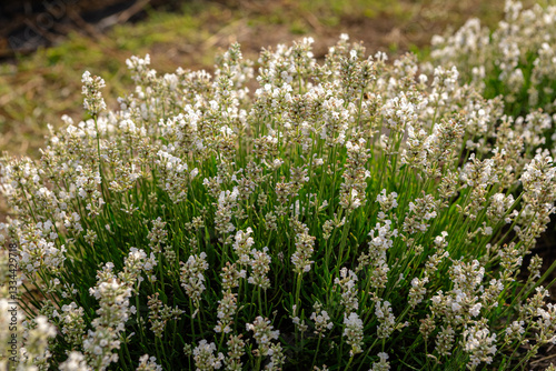 Blooming white lavender flowers fill a vibrant field, creating a stunning and aromatic display of nature's beauty, inviting tranquility and serenity in every petal and blossom
