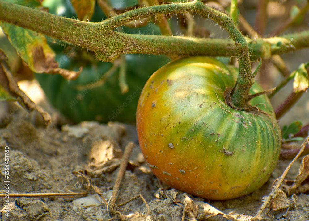 Tomatoes (Solanum lycopersicum) planted in the garden isolated on background