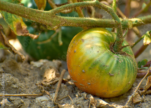 Obraz na płótnie Tomatoes (Solanum lycopersicum) planted in the garden isolated on background w salonie