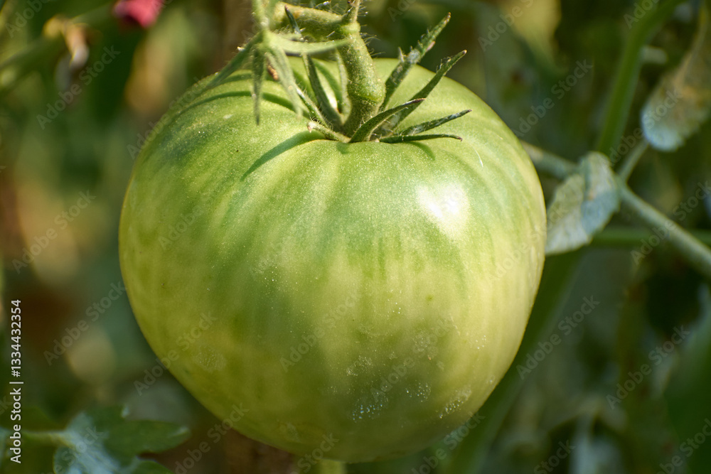 Tomatoes (Solanum lycopersicum) planted in the garden isolated on background