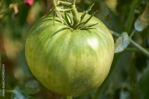 Tomatoes (Solanum lycopersicum) planted in the garden isolated on background