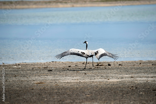Common cranes birds ( Grus grus )