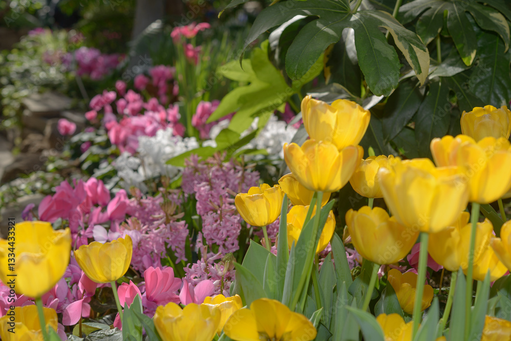 Obraz premium mature, yellow tulips with pink hyacinths and cyclamen flowers in a spring floral display at the conservatory