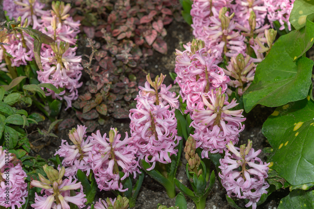 pink hyacinths with botanical foliage at the conservatory pink hyacinths with botanical foliage at the conservatory