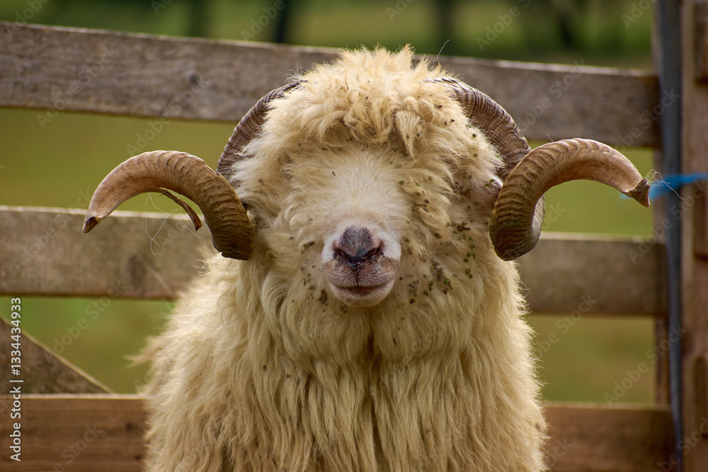 portrait of ram with big horns at the sheepfold