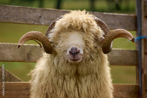 Obraz na płótnie portrait of ram with big horns at the sheepfold w salonie