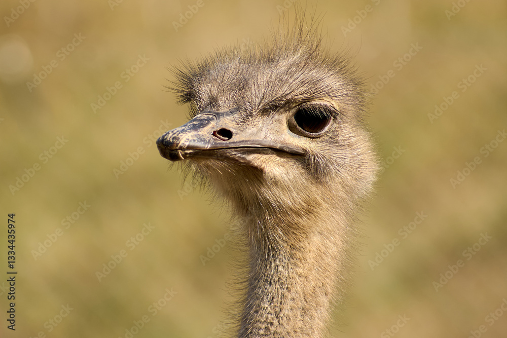 Ostrich head. The head of an ostrich at the farm