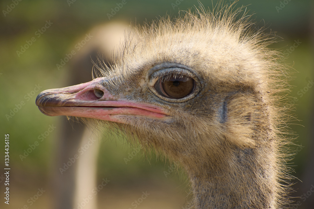 Ostrich head. The head of an ostrich at the farm