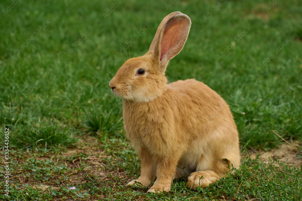 Domestic rabbit grazing on the grass