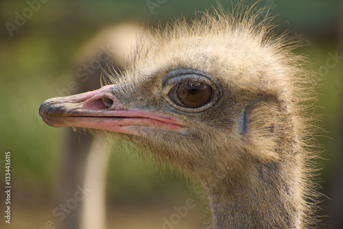 Obraz na płótnie Ostrich head. The head of an ostrich at the farm w salonie