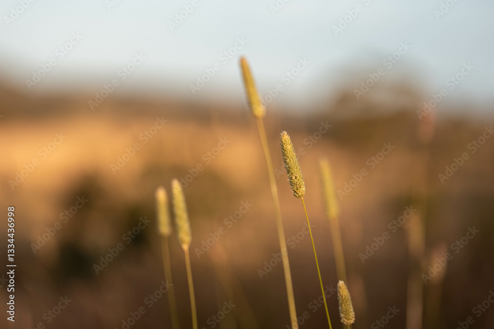 Obraz premium long native grasses on a regenerative agricultural farm. pasture in a grassland in the bush in australia in spring in australia