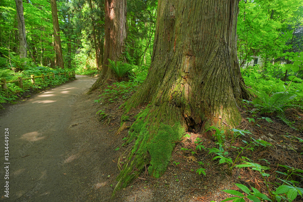 Fototapeta premium 十和田神社