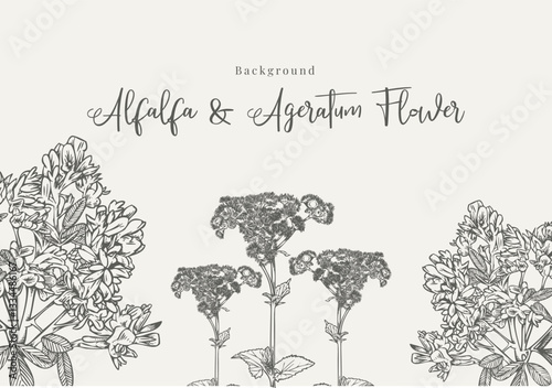 Wallpaper Mural Hand Drawn Alfalfa And Ageratum Flower Background Design Torontodigital.ca